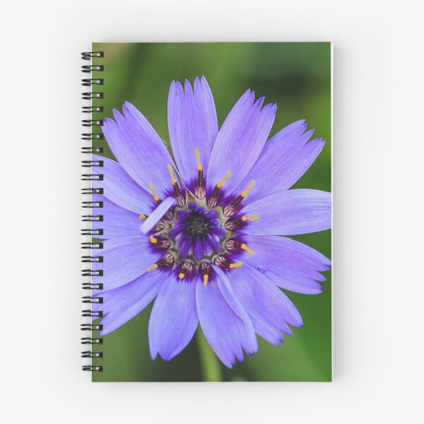 Item preview, Catananche Caerulea. designed and sold by John Ray.