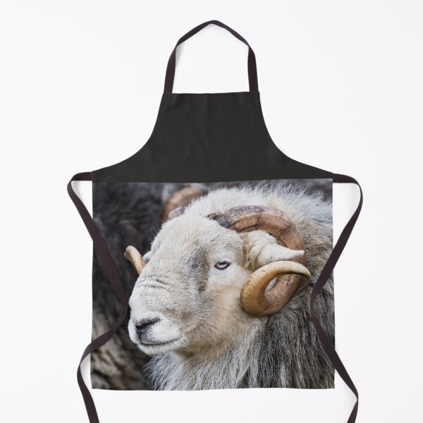 Item preview, Herdwick Sheep - Ram designed and sold by Jane Stanley Photography.