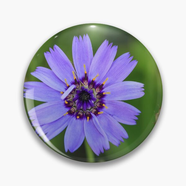 Item preview, Catananche Caerulea. designed and sold by John Ray.