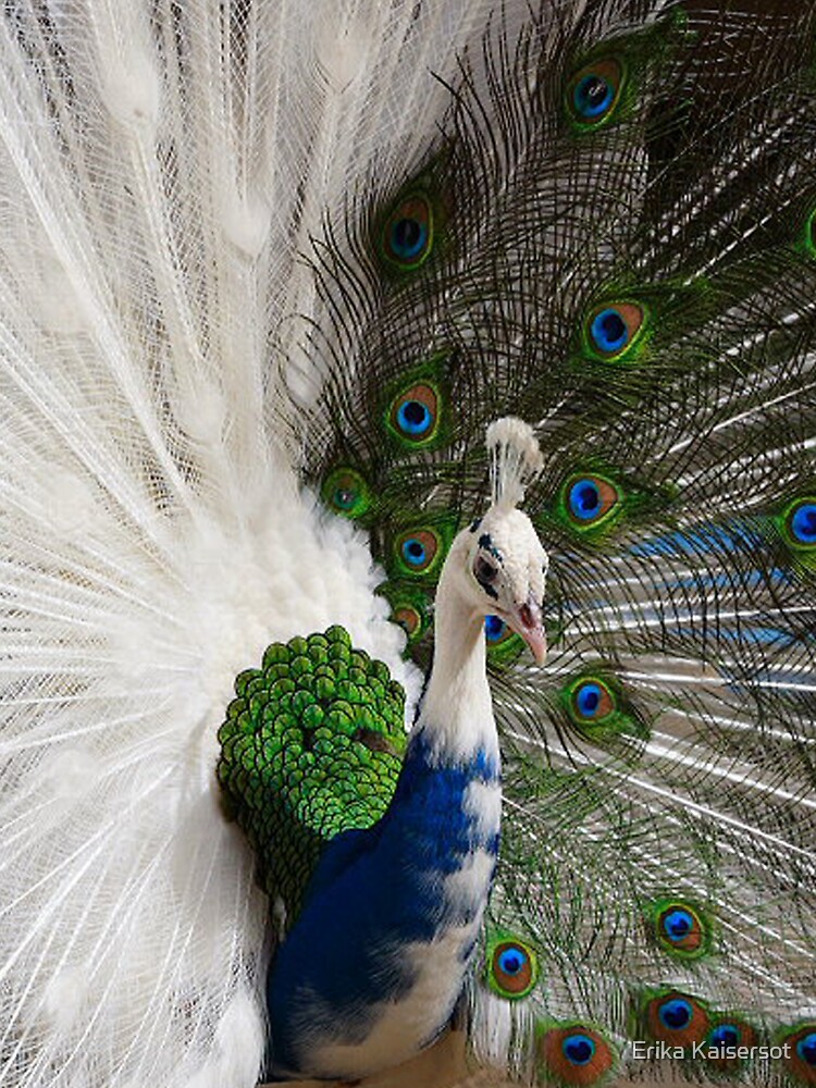 White Peacock Feathers