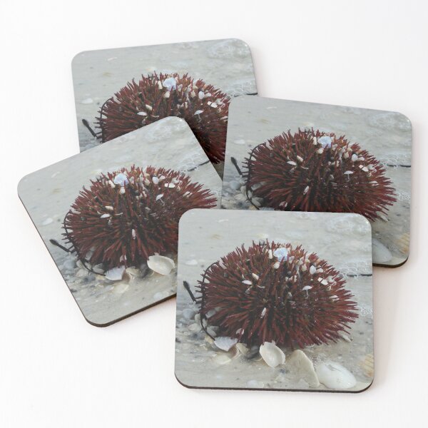 Item preview, Urchin of the Sea  designed and sold by AGODIPhoto.