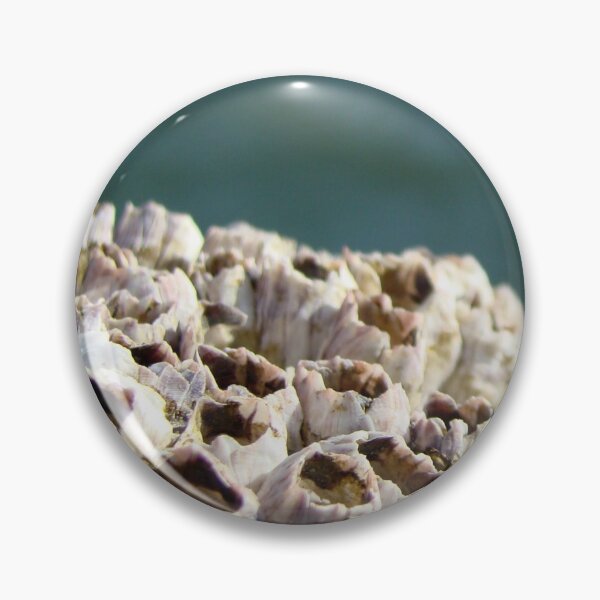 Item preview, Barnacles! designed and sold by AGODIPhoto.