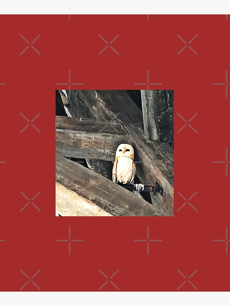 Owl by PicsByMi