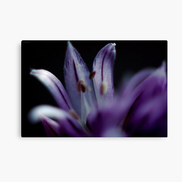 Chives Canvas Print