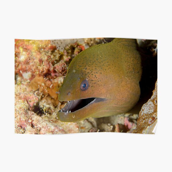 Giant moray - Gymnothorax javanicus Poster