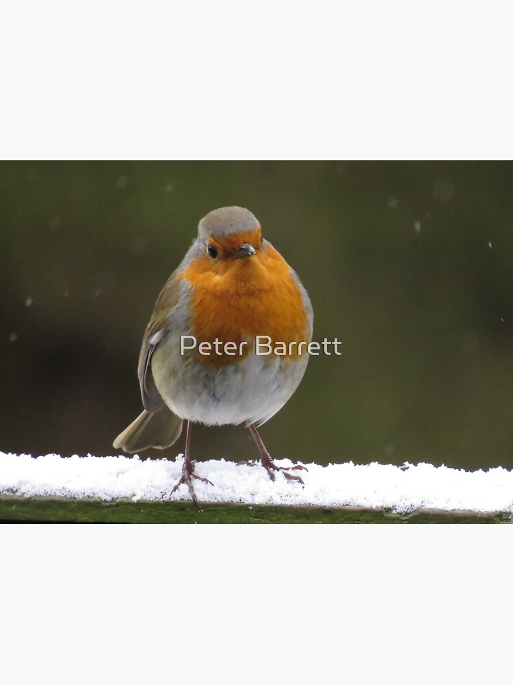 Thumbnail 2 of 2, Greeting Card, Snowy Christmas Robin designed and sold by hartrockets.