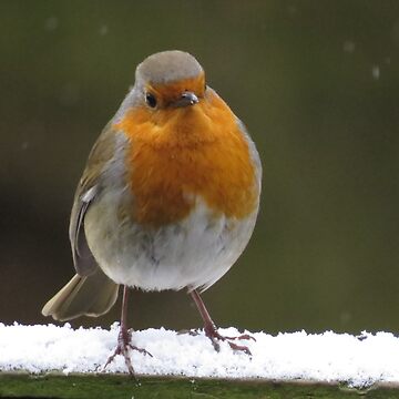 Artwork thumbnail, Snowy Christmas Robin by Pete’s Digital Canvas