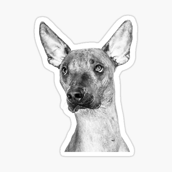 Item preview, Xolo designed and sold by Xolo-Rescue.