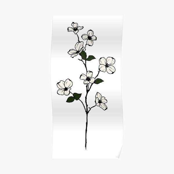 Dogwood Tree Flower Posters for Sale  Redbubble