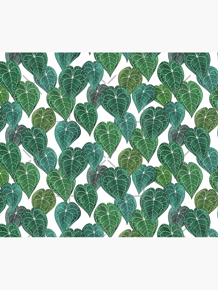 Anthurium clarinervium leaves by ikerpazstudio