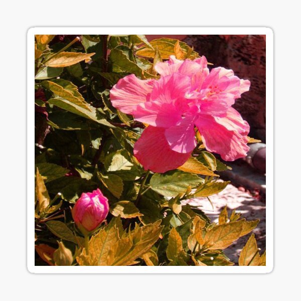 HIBISCUS PINK with a 70's vintage look 2022 small Sticker