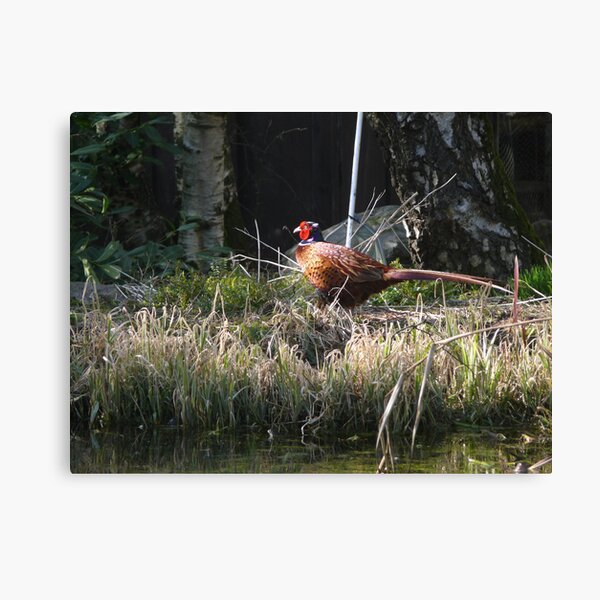 From the window Canvas Print
