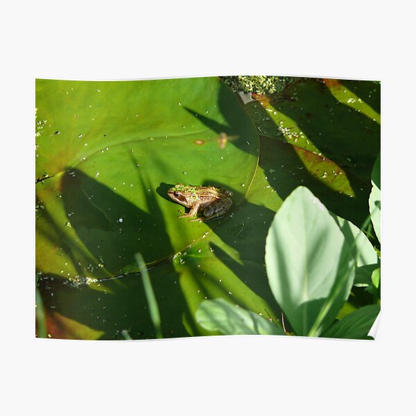 Frog and duckweed Poster