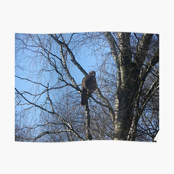 buzzard in our tree Poster