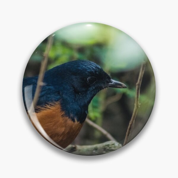 Item preview, white-rumped shama designed and sold by KensLensDesigns.