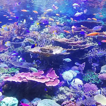 Artwork thumbnail, CORAL REEF by Code7c