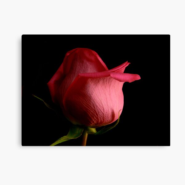 Receptive! Canvas Print