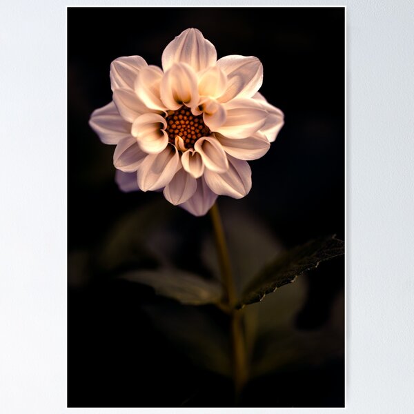 Item preview, An insomniac amongst the flowers designed and sold by alan shapiro.