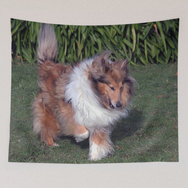 Item preview, Collie Nose Down Tail Up designed and sold by KarenWoodArt.