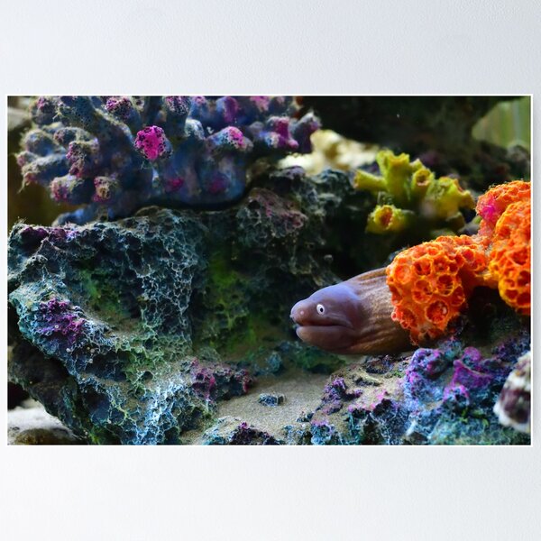 Item preview, Moray Eel in coral designed and sold by notjustamwac.