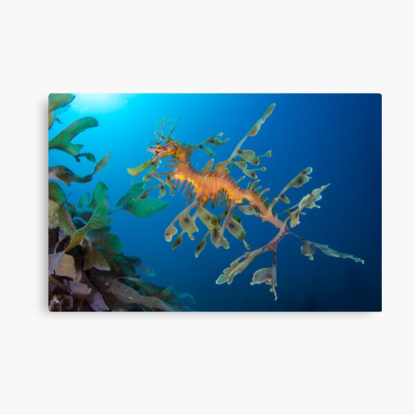Kelp Creature Canvas Print