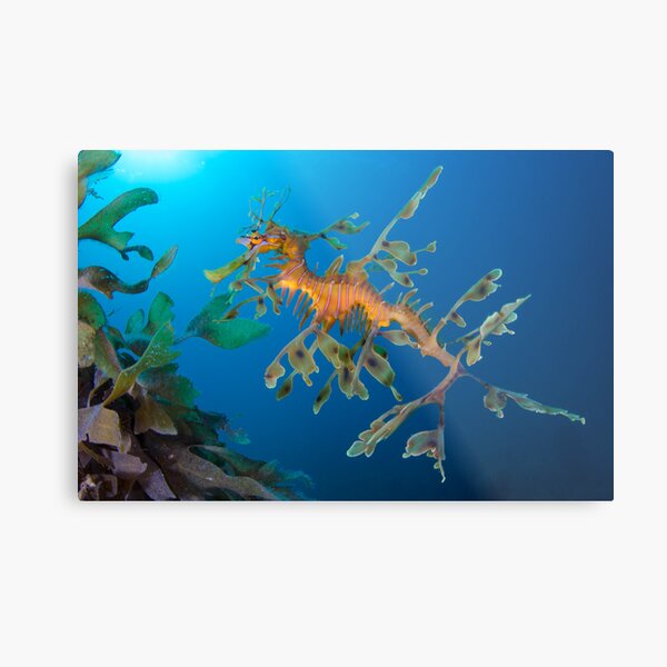 Kelp Creature Metal Print