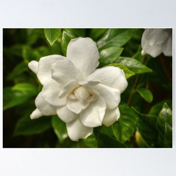 Item preview, So Pure designed and sold by Kathy Baccari.