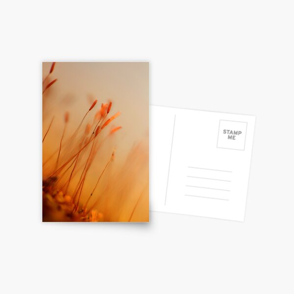 A forest under the lens Postcard
