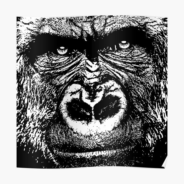Silverback Gorilla Poster