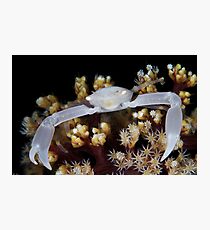 White Coral Crab Photographic Print