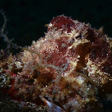 Artwork thumbnail, Blue Ringed Octopus by MattTworkowski