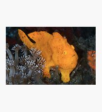 Yellow Painted Frogfish Photographic Print