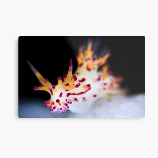 Shaggy Aegires Metal Print