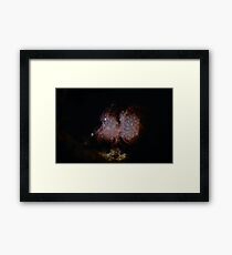 Hairy Shrimp With Eggs Framed Print