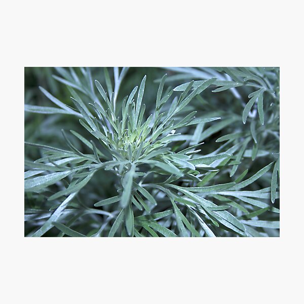 Wormwood 16/06/13 Photographic Print