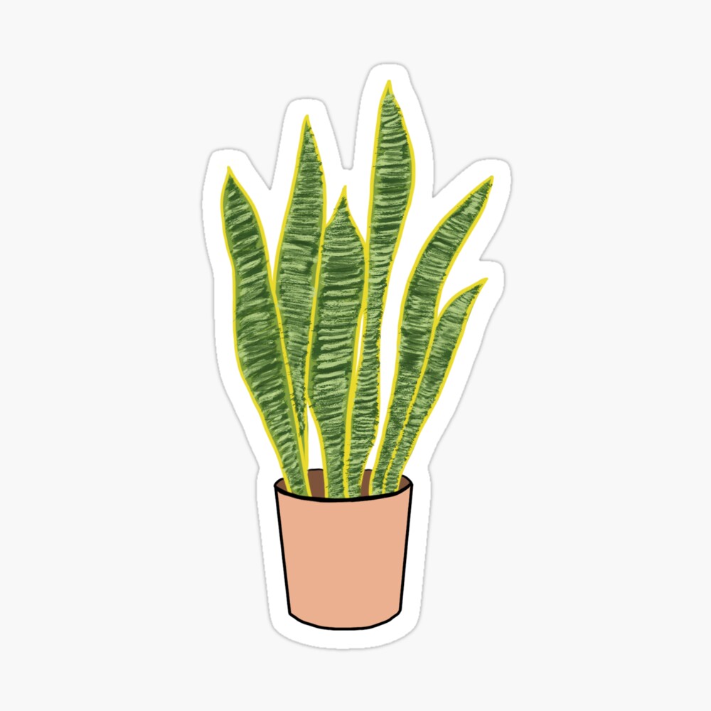 Snake Plant by Devindi Nayanathara on Dribbble