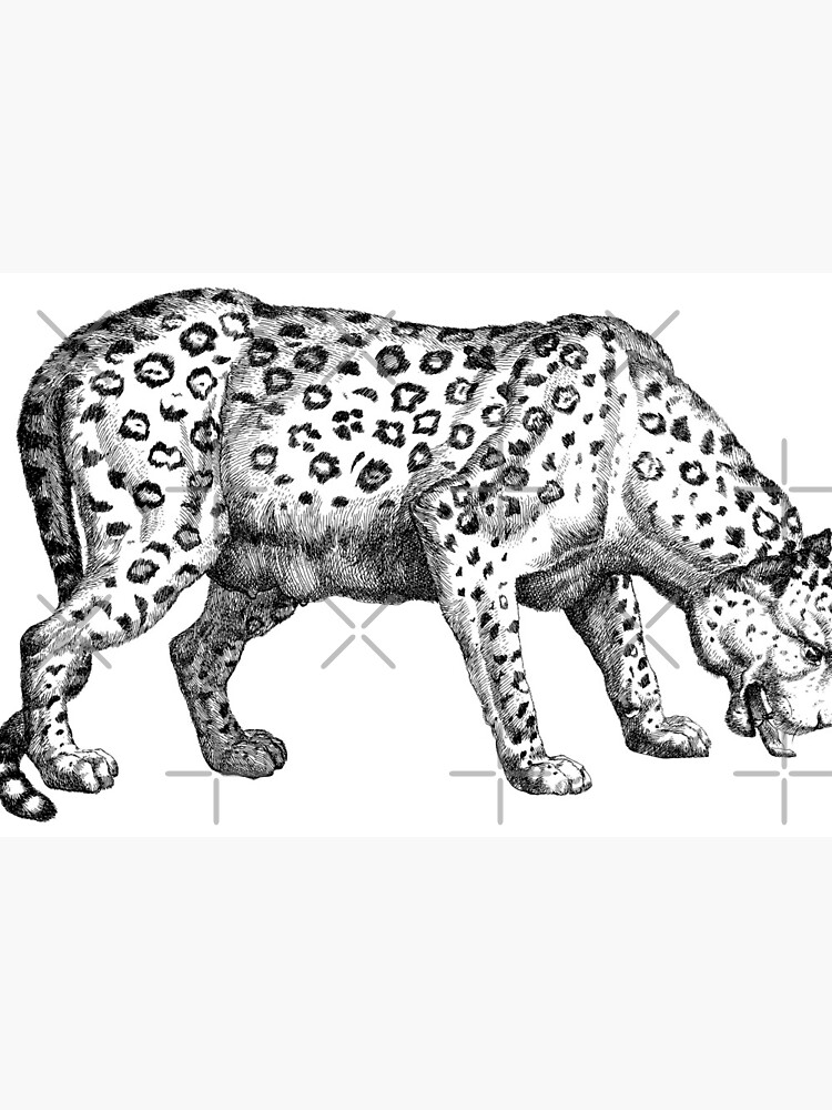 Impression Rigide Dessin Abstrait Animal Leopard Noir Et Blanc Par Teestatic Redbubble