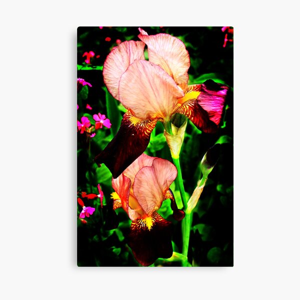 Iris Canvas Print