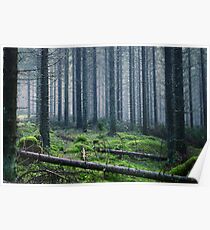 Foggy Forest Poster