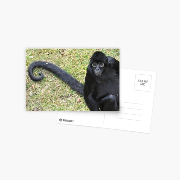 The Tail of a Monkey Postcard