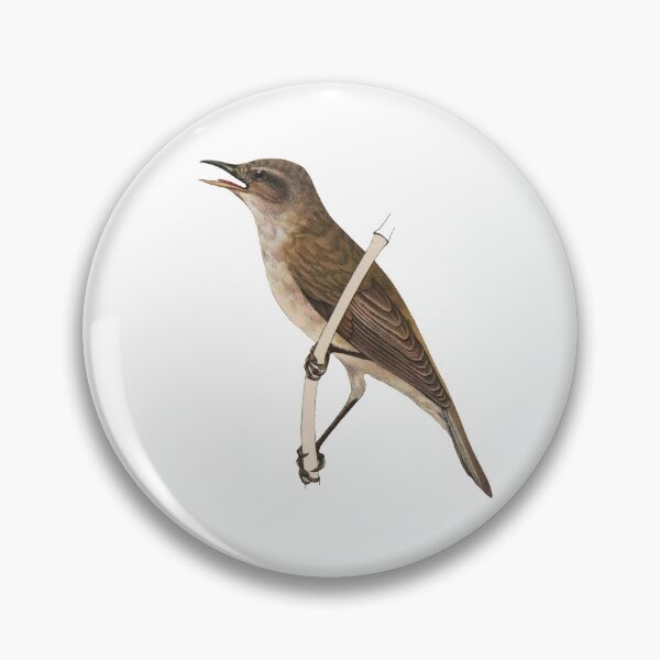 Item preview, Bird Art - Great Reed warbler - Vintage Print Art designed and sold by Studio66Designs.