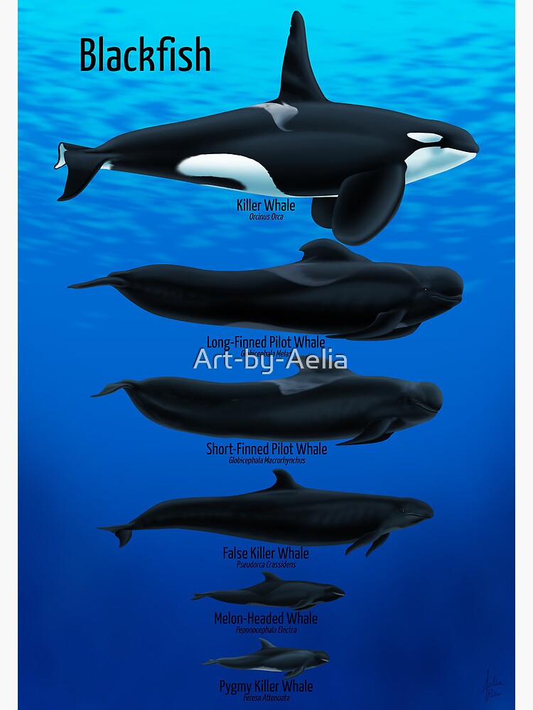 Blackfish&quot; Postcard by Art-by-Aelia | Redbubble
