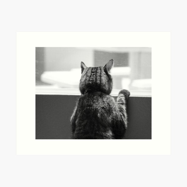 Schro at window 1 Art Print