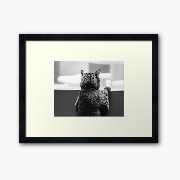 Schro at window 1 Framed Art Print
