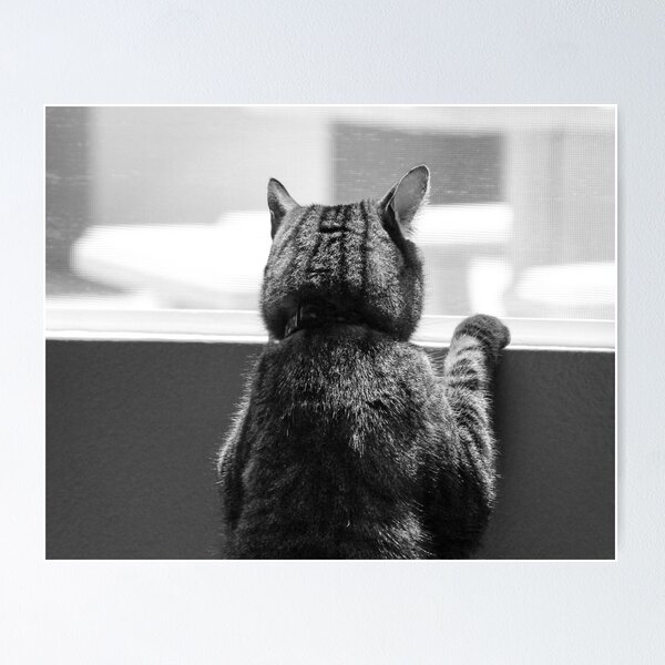 Schro at window 1 Poster