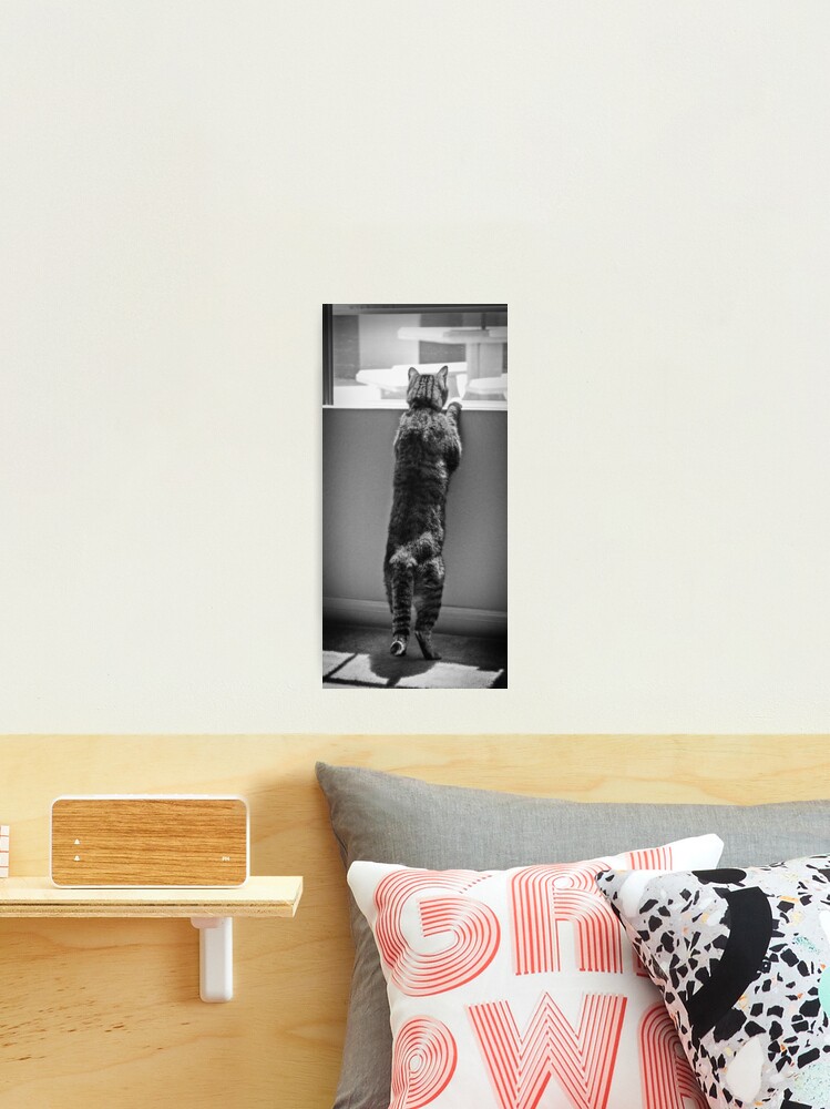 Thumbnail 1 of 3, Photographic Print, Schro at window 2 designed and sold by littleoldhag.