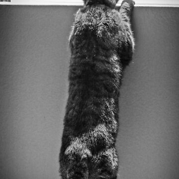 Artwork thumbnail, Schro at window 2 by littleoldhag