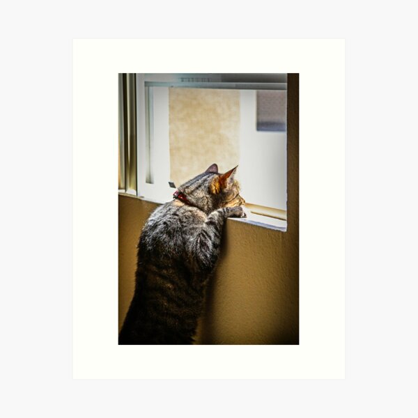 Schro at window 3 Art Print