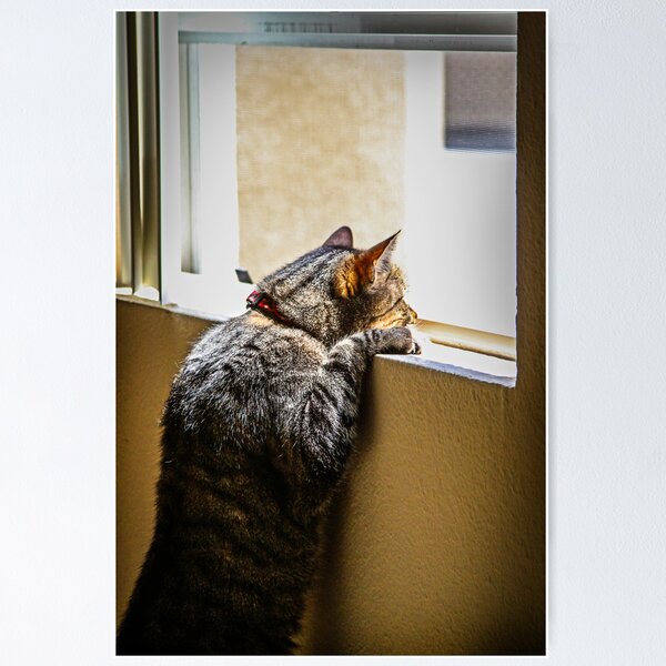 Schro at window 3 Poster