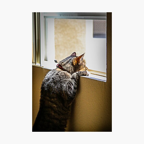 Schro at window 3 Photographic Print